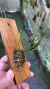 Imagem do Acianthera hygrophila