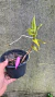 Arachnis flos-aeris Lacre:1018143 - loja online