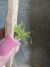 Phymatidium delicatulum - loja online