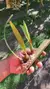 Eria langbianensis - loja online