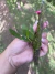 Pabstiella seriata Lacre:0003264 na internet