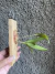 Imagem do Acianthera pubescens