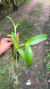 Cattleya suzuki red star lacre:0000958 na internet