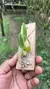 Imagem do Bulbophyllum miniatum