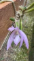Leptotes unicolor - comprar online