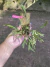 Acianthera hygrophila Lacre:0003904 na internet