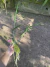 Brassavola tuberculata X Cattleya leopoldii Lacre:0003908 - loja online