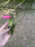 Maxillaria subulata Lacre:0003955 - Milena Orquídeas
