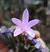 Laelia liliputana