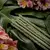 Sahumerio Té verde Flor de champa - Línea Botánico - Sagrada Madre en internet