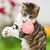 Brinquedo Interativo para Gatos – Bola Inteligente - comprar online
