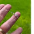 Cadena Plata Tanza Mosqueton cod4493 - ByMariana