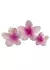 Broche Hawaiano Blanco - Accesorios CM Mayorista