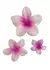 Broche Hawaiano Blanco en internet