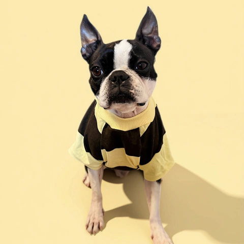 Remera Perro Honey