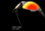 Banner de Paizão das Lupas