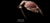 Banner de Paizão das Lupas