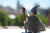 GANDALF EL GRIS en internet