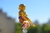GOLDEN FREEZER - comprar online