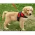 Pretal Arnés Acolchonado para Perros™ en internet