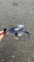 Óculos Oakley Feminino Dart Lentes Black 