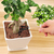 Set 3 Palas De Jardin Kit Jardineria Herramientas De Jardin - Eoland