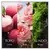 Chanson D'Eau Perfume Eau de Toilette Rose 100ml - Salled Cosméticos e Perfumaria 