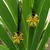 Biojoias - colares de plantas, flores e folhas naturais / colar de resina de plantas secas na internet