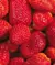 KOALA SLEEP 456GR MORANGO - comprar online