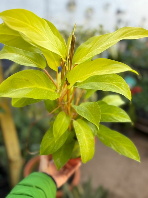 PHILODENDRON LEMON LIME NATURAL