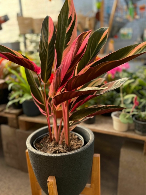 CALATHEA TRICOLOR NATURAL
