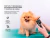 Máquina De Cortar Pelo Para Perros Gadnic S500 Regulable Portátil Y Recargable - Big Outlet