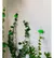 PACK X 4 - HOJAS VERDE ORGANIZADOR PLANTAS ENREDADERA PARA HOGAR - comprar online
