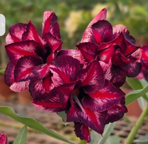Rosa do Deserto CANAN 194