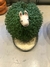 llama llamaki - kit inicial - incluye (germinador - bandeja - spray - semillas) A pedido, la demora es entre 15 y 20 dias - comprar online