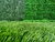 JARDIN VERTICAL - MANGLAR UV - comprar online