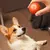 Brinquedo Rolling Ball bola automática com carregadores USB - Cão