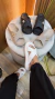 Birken Slide X - comprar online