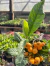 Ameixa Amarela (Eriobotrya japonica) - Pote 11 - comprar online