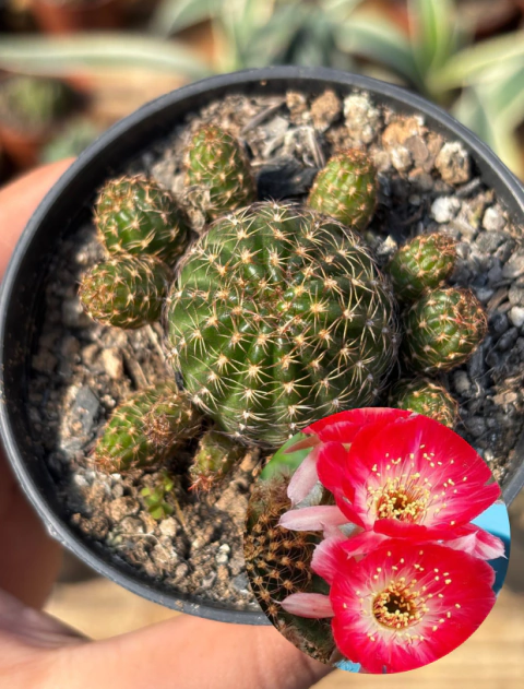 Lobivia Flor Vermelha - Pote 9