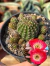 Lobivia Flor Vermelha - Pote 9 - comprar online