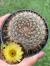 Notocactus Schlosseri - Pote 9