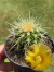 Echinocactus Grusonii (Poltrona-de-sogra) - Pote 9
