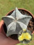 Astrophytum Myriostigma 5k - Pote 9