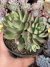 Echeveria Alba Aloha (colônia) - Pote 09 - comprar online