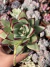 Agavoide Presita Ebony - Pote 9