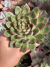 Echeveria Skat - Pote 11 na internet