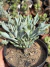 Senecio kleiniiformis - (cabeça de lança) - Pote 11 - comprar online