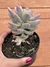Graptosedum Ghosty - Pote 11 na internet
