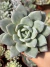 Echeveria German Champagne - Pote 9 - comprar online